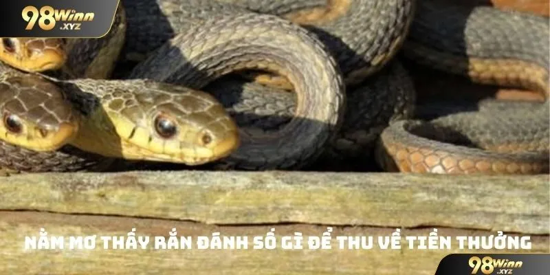 Nằm mơ thấy rắn đánh số gì để thu về tiền thưởng siêu khủng